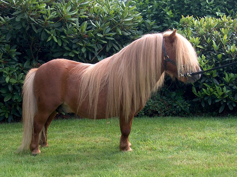 Sophie berekenen Bangladesh Shetlandpony's - Shedland pony's